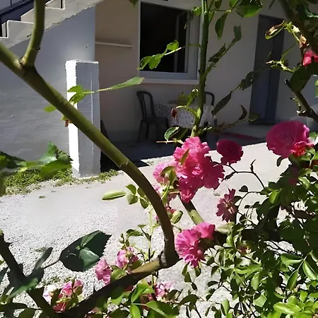 Le Cyclamens - Rodez-onet *